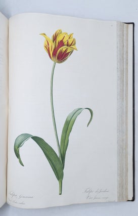 Les Liliacées