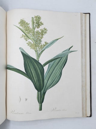 Les Liliac&eacute;es