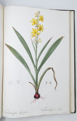 Les Liliacées
