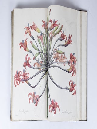 Les Liliac&eacute;es