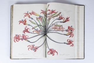 Les Liliacées