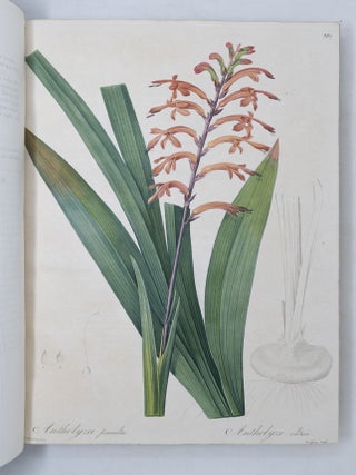 Les Liliac&eacute;es
