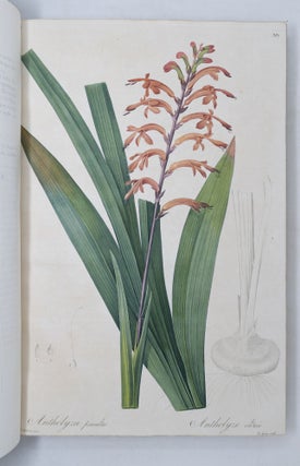 Les Liliacées