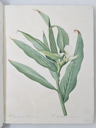 Les Liliac&eacute;es