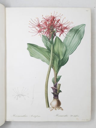 Les Liliac&eacute;es