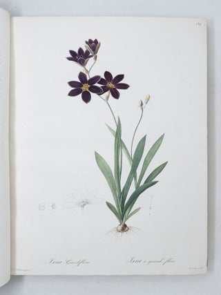 Les Liliac&eacute;es