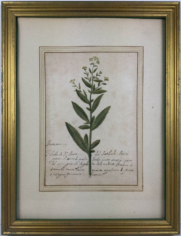 Item #JLR0512 Menta greca. Italian School, annot. Prince Federico Cesi, XVIIc.