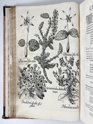 Hortus Eystettensis, Sive Diligens et accurata omnium Plantarum, Florum, Stirpium, ex variis orbis terr&aelig; partibus, singulari studio collectarum qu&aelig; in celeberrimis viridariis arcem episcopalem ibidem cingentibus, hoc tempore conspiciuntus delineatio et ad vivum repr&aelig;sentatio Oper&acirc; Basilii Besleri Philiatri et pharmacopoei. M.D C.XIII