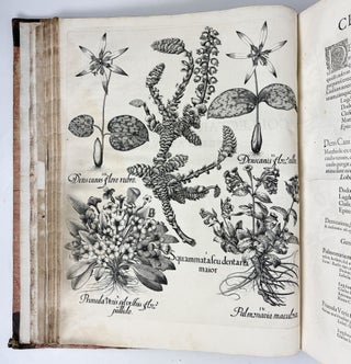 Hortus Eystettensis, Sive Diligens et accurata omnium Plantarum, Florum, Stirpium, ex variis orbis terræ partibus, singulari studio collectarum quæ in celeberrimis viridariis arcem episcopalem ibidem cingentibus, hoc tempore conspiciuntus delineatio et ad vivum repræsentatio Operâ Basilii Besleri Philiatri et pharmacopoei. M.D C.XIII