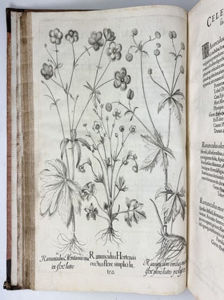 Hortus Eystettensis, Sive Diligens et accurata omnium Plantarum, Florum, Stirpium, ex variis orbis terr&aelig; partibus, singulari studio collectarum qu&aelig; in celeberrimis viridariis arcem episcopalem ibidem cingentibus, hoc tempore conspiciuntus delineatio et ad vivum repr&aelig;sentatio Oper&acirc; Basilii Besleri Philiatri et pharmacopoei. M.D C.XIII