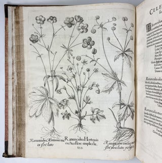 Hortus Eystettensis, Sive Diligens et accurata omnium Plantarum, Florum, Stirpium, ex variis orbis terræ partibus, singulari studio collectarum quæ in celeberrimis viridariis arcem episcopalem ibidem cingentibus, hoc tempore conspiciuntus delineatio et ad vivum repræsentatio Operâ Basilii Besleri Philiatri et pharmacopoei. M.D C.XIII