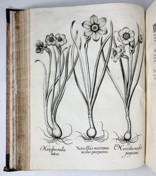 Hortus Eystettensis, Sive Diligens et accurata omnium Plantarum, Florum, Stirpium, ex variis orbis terræ partibus, singulari studio collectarum quæ in celeberrimis viridariis arcem episcopalem ibidem cingentibus, hoc tempore conspiciuntus delineatio et ad vivum repræsentatio Operâ Basilii Besleri Philiatri et pharmacopoei. M.D C.XIII