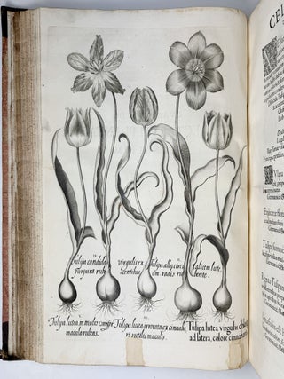Hortus Eystettensis, Sive Diligens et accurata omnium Plantarum, Florum, Stirpium, ex variis orbis terr&aelig; partibus, singulari studio collectarum qu&aelig; in celeberrimis viridariis arcem episcopalem ibidem cingentibus, hoc tempore conspiciuntus delineatio et ad vivum repr&aelig;sentatio Oper&acirc; Basilii Besleri Philiatri et pharmacopoei. M.D C.XIII