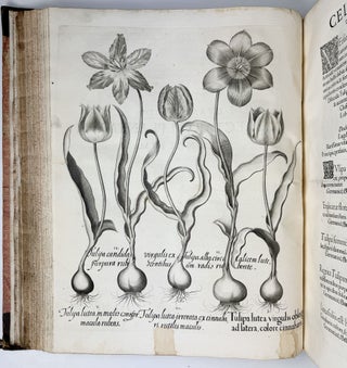 Hortus Eystettensis, Sive Diligens et accurata omnium Plantarum, Florum, Stirpium, ex variis orbis terræ partibus, singulari studio collectarum quæ in celeberrimis viridariis arcem episcopalem ibidem cingentibus, hoc tempore conspiciuntus delineatio et ad vivum repræsentatio Operâ Basilii Besleri Philiatri et pharmacopoei. M.D C.XIII