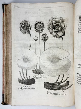 Hortus Eystettensis, Sive Diligens et accurata omnium Plantarum, Florum, Stirpium, ex variis orbis terr&aelig; partibus, singulari studio collectarum qu&aelig; in celeberrimis viridariis arcem episcopalem ibidem cingentibus, hoc tempore conspiciuntus delineatio et ad vivum repr&aelig;sentatio Oper&acirc; Basilii Besleri Philiatri et pharmacopoei. M.D C.XIII