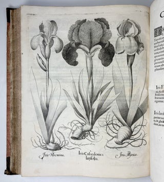 Hortus Eystettensis, Sive Diligens et accurata omnium Plantarum, Florum, Stirpium, ex variis orbis terræ partibus, singulari studio collectarum quæ in celeberrimis viridariis arcem episcopalem ibidem cingentibus, hoc tempore conspiciuntus delineatio et ad vivum repræsentatio Operâ Basilii Besleri Philiatri et pharmacopoei. M.D C.XIII