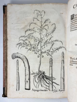 Hortus Eystettensis, Sive Diligens et accurata omnium Plantarum, Florum, Stirpium, ex variis orbis terr&aelig; partibus, singulari studio collectarum qu&aelig; in celeberrimis viridariis arcem episcopalem ibidem cingentibus, hoc tempore conspiciuntus delineatio et ad vivum repr&aelig;sentatio Oper&acirc; Basilii Besleri Philiatri et pharmacopoei. M.D C.XIII