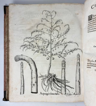 Hortus Eystettensis, Sive Diligens et accurata omnium Plantarum, Florum, Stirpium, ex variis orbis terræ partibus, singulari studio collectarum quæ in celeberrimis viridariis arcem episcopalem ibidem cingentibus, hoc tempore conspiciuntus delineatio et ad vivum repræsentatio Operâ Basilii Besleri Philiatri et pharmacopoei. M.D C.XIII
