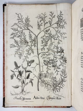 Hortus Eystettensis, Sive Diligens et accurata omnium Plantarum, Florum, Stirpium, ex variis orbis terr&aelig; partibus, singulari studio collectarum qu&aelig; in celeberrimis viridariis arcem episcopalem ibidem cingentibus, hoc tempore conspiciuntus delineatio et ad vivum repr&aelig;sentatio Oper&acirc; Basilii Besleri Philiatri et pharmacopoei. M.D C.XIII