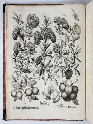 Hortus Eystettensis, Sive Diligens et accurata omnium Plantarum, Florum, Stirpium, ex variis orbis terr&aelig; partibus, singulari studio collectarum qu&aelig; in celeberrimis viridariis arcem episcopalem ibidem cingentibus, hoc tempore conspiciuntus delineatio et ad vivum repr&aelig;sentatio Oper&acirc; Basilii Besleri Philiatri et pharmacopoei. M.D C.XIII