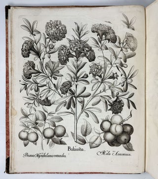 Hortus Eystettensis, Sive Diligens et accurata omnium Plantarum, Florum, Stirpium, ex variis orbis terræ partibus, singulari studio collectarum quæ in celeberrimis viridariis arcem episcopalem ibidem cingentibus, hoc tempore conspiciuntus delineatio et ad vivum repræsentatio Operâ Basilii Besleri Philiatri et pharmacopoei. M.D C.XIII