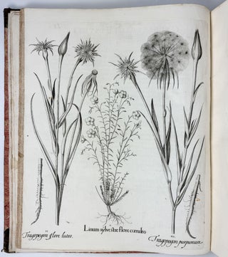 Hortus Eystettensis, Sive Diligens et accurata omnium Plantarum, Florum, Stirpium, ex variis orbis terræ partibus, singulari studio collectarum quæ in celeberrimis viridariis arcem episcopalem ibidem cingentibus, hoc tempore conspiciuntus delineatio et ad vivum repræsentatio Operâ Basilii Besleri Philiatri et pharmacopoei. M.D C.XIII