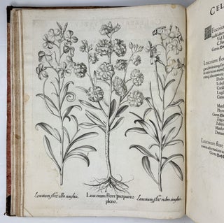 Hortus Eystettensis, Sive Diligens et accurata omnium Plantarum, Florum, Stirpium, ex variis orbis terræ partibus, singulari studio collectarum quæ in celeberrimis viridariis arcem episcopalem ibidem cingentibus, hoc tempore conspiciuntus delineatio et ad vivum repræsentatio Operâ Basilii Besleri Philiatri et pharmacopoei. M.D C.XIII