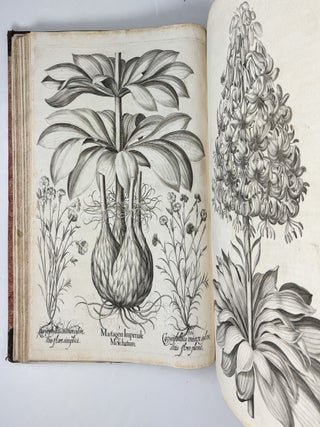 Hortus Eystettensis, Sive Diligens et accurata omnium Plantarum, Florum, Stirpium, ex variis orbis terr&aelig; partibus, singulari studio collectarum qu&aelig; in celeberrimis viridariis arcem episcopalem ibidem cingentibus, hoc tempore conspiciuntus delineatio et ad vivum repr&aelig;sentatio Oper&acirc; Basilii Besleri Philiatri et pharmacopoei. M.D C.XIII