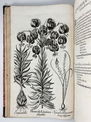 Hortus Eystettensis, Sive Diligens et accurata omnium Plantarum, Florum, Stirpium, ex variis orbis terr&aelig; partibus, singulari studio collectarum qu&aelig; in celeberrimis viridariis arcem episcopalem ibidem cingentibus, hoc tempore conspiciuntus delineatio et ad vivum repr&aelig;sentatio Oper&acirc; Basilii Besleri Philiatri et pharmacopoei. M.D C.XIII
