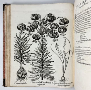 Hortus Eystettensis, Sive Diligens et accurata omnium Plantarum, Florum, Stirpium, ex variis orbis terræ partibus, singulari studio collectarum quæ in celeberrimis viridariis arcem episcopalem ibidem cingentibus, hoc tempore conspiciuntus delineatio et ad vivum repræsentatio Operâ Basilii Besleri Philiatri et pharmacopoei. M.D C.XIII