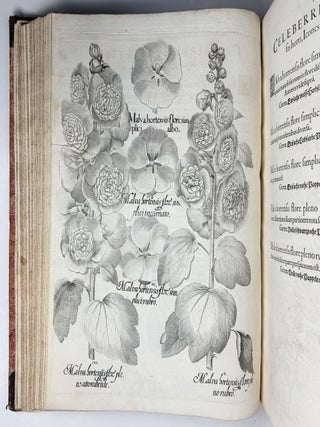 Hortus Eystettensis, Sive Diligens et accurata omnium Plantarum, Florum, Stirpium, ex variis orbis terr&aelig; partibus, singulari studio collectarum qu&aelig; in celeberrimis viridariis arcem episcopalem ibidem cingentibus, hoc tempore conspiciuntus delineatio et ad vivum repr&aelig;sentatio Oper&acirc; Basilii Besleri Philiatri et pharmacopoei. M.D C.XIII