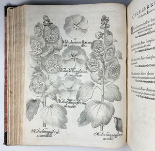Hortus Eystettensis, Sive Diligens et accurata omnium Plantarum, Florum, Stirpium, ex variis orbis terræ partibus, singulari studio collectarum quæ in celeberrimis viridariis arcem episcopalem ibidem cingentibus, hoc tempore conspiciuntus delineatio et ad vivum repræsentatio Operâ Basilii Besleri Philiatri et pharmacopoei. M.D C.XIII