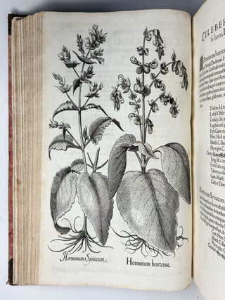 Hortus Eystettensis, Sive Diligens et accurata omnium Plantarum, Florum, Stirpium, ex variis orbis terr&aelig; partibus, singulari studio collectarum qu&aelig; in celeberrimis viridariis arcem episcopalem ibidem cingentibus, hoc tempore conspiciuntus delineatio et ad vivum repr&aelig;sentatio Oper&acirc; Basilii Besleri Philiatri et pharmacopoei. M.D C.XIII