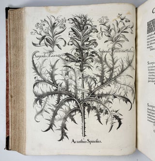 Hortus Eystettensis, Sive Diligens et accurata omnium Plantarum, Florum, Stirpium, ex variis orbis terræ partibus, singulari studio collectarum quæ in celeberrimis viridariis arcem episcopalem ibidem cingentibus, hoc tempore conspiciuntus delineatio et ad vivum repræsentatio Operâ Basilii Besleri Philiatri et pharmacopoei. M.D C.XIII