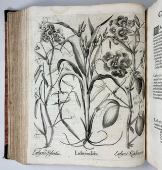 Hortus Eystettensis, Sive Diligens et accurata omnium Plantarum, Florum, Stirpium, ex variis orbis terræ partibus, singulari studio collectarum quæ in celeberrimis viridariis arcem episcopalem ibidem cingentibus, hoc tempore conspiciuntus delineatio et ad vivum repræsentatio Operâ Basilii Besleri Philiatri et pharmacopoei. M.D C.XIII