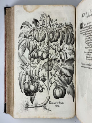 Hortus Eystettensis, Sive Diligens et accurata omnium Plantarum, Florum, Stirpium, ex variis orbis terr&aelig; partibus, singulari studio collectarum qu&aelig; in celeberrimis viridariis arcem episcopalem ibidem cingentibus, hoc tempore conspiciuntus delineatio et ad vivum repr&aelig;sentatio Oper&acirc; Basilii Besleri Philiatri et pharmacopoei. M.D C.XIII