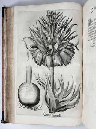Hortus Eystettensis, Sive Diligens et accurata omnium Plantarum, Florum, Stirpium, ex variis orbis terr&aelig; partibus, singulari studio collectarum qu&aelig; in celeberrimis viridariis arcem episcopalem ibidem cingentibus, hoc tempore conspiciuntus delineatio et ad vivum repr&aelig;sentatio Oper&acirc; Basilii Besleri Philiatri et pharmacopoei. M.D C.XIII