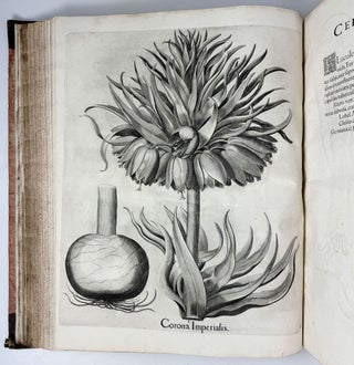 Hortus Eystettensis, Sive Diligens et accurata omnium Plantarum, Florum, Stirpium, ex variis orbis terræ partibus, singulari studio collectarum quæ in celeberrimis viridariis arcem episcopalem ibidem cingentibus, hoc tempore conspiciuntus delineatio et ad vivum repræsentatio Operâ Basilii Besleri Philiatri et pharmacopoei. M.D C.XIII