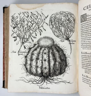 Hortus Eystettensis, Sive Diligens et accurata omnium Plantarum, Florum, Stirpium, ex variis orbis terræ partibus, singulari studio collectarum quæ in celeberrimis viridariis arcem episcopalem ibidem cingentibus, hoc tempore conspiciuntus delineatio et ad vivum repræsentatio Operâ Basilii Besleri Philiatri et pharmacopoei. M.D C.XIII
