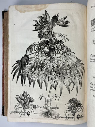 Hortus Eystettensis, Sive Diligens et accurata omnium Plantarum, Florum, Stirpium, ex variis orbis terr&aelig; partibus, singulari studio collectarum qu&aelig; in celeberrimis viridariis arcem episcopalem ibidem cingentibus, hoc tempore conspiciuntus delineatio et ad vivum repr&aelig;sentatio Oper&acirc; Basilii Besleri Philiatri et pharmacopoei. M.D C.XIII