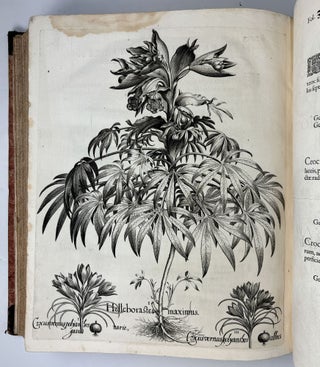 Hortus Eystettensis, Sive Diligens et accurata omnium Plantarum, Florum, Stirpium, ex variis orbis terræ partibus, singulari studio collectarum quæ in celeberrimis viridariis arcem episcopalem ibidem cingentibus, hoc tempore conspiciuntus delineatio et ad vivum repræsentatio Operâ Basilii Besleri Philiatri et pharmacopoei. M.D C.XIII