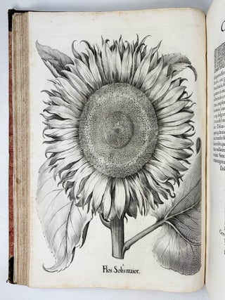 Hortus Eystettensis, Sive Diligens et accurata omnium Plantarum, Florum, Stirpium, ex variis orbis terr&aelig; partibus, singulari studio collectarum qu&aelig; in celeberrimis viridariis arcem episcopalem ibidem cingentibus, hoc tempore conspiciuntus delineatio et ad vivum repr&aelig;sentatio Oper&acirc; Basilii Besleri Philiatri et pharmacopoei. M.D C.XIII