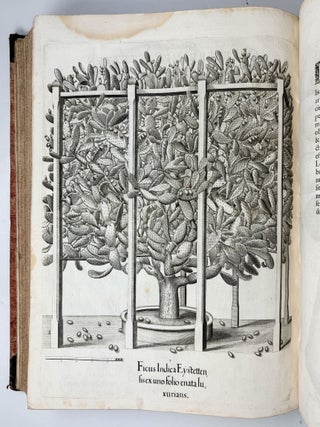 Hortus Eystettensis, Sive Diligens et accurata omnium Plantarum, Florum, Stirpium, ex variis orbis terr&aelig; partibus, singulari studio collectarum qu&aelig; in celeberrimis viridariis arcem episcopalem ibidem cingentibus, hoc tempore conspiciuntus delineatio et ad vivum repr&aelig;sentatio Oper&acirc; Basilii Besleri Philiatri et pharmacopoei. M.D C.XIII