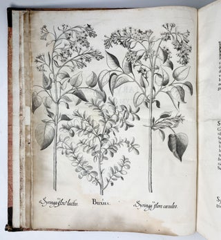 Hortus Eystettensis, Sive Diligens et accurata omnium Plantarum, Florum, Stirpium, ex variis orbis terræ partibus, singulari studio collectarum quæ in celeberrimis viridariis arcem episcopalem ibidem cingentibus, hoc tempore conspiciuntus delineatio et ad vivum repræsentatio Operâ Basilii Besleri Philiatri et pharmacopoei. M.D C.XIII