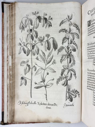Hortus Eystettensis, Sive Diligens et accurata omnium Plantarum, Florum, Stirpium, ex variis orbis terr&aelig; partibus, singulari studio collectarum qu&aelig; in celeberrimis viridariis arcem episcopalem ibidem cingentibus, hoc tempore conspiciuntus delineatio et ad vivum repr&aelig;sentatio Oper&acirc; Basilii Besleri Philiatri et pharmacopoei. M.D C.XIII