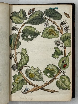 Erucarum ortus, alimentum et paradoxa metamorphosis, In qua Origo, pabulum, transformatio, nec non tempus, locus & proprietates erucarum, vermium, papilionum, phal&aelig;narum, muscarum, aliorumque hujusmodi exsanguium animalculorum exhibentur in Favorum, atque insectorum, herbarum, florum, & plantarum Amatorum, t&ugrave;m etiam pictorum, limbolariorum, aliorumque commodum exact&egrave; inquisita, ad vivum delineata, typis excusa, compendios&egrave;que descripta per Mariam Sibillam Merian