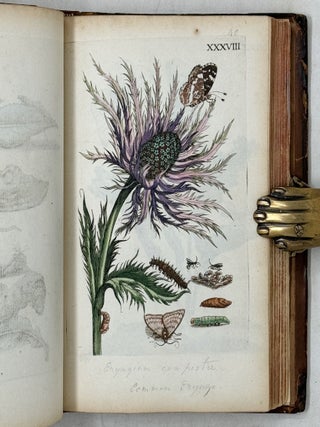 Erucarum ortus, alimentum et paradoxa metamorphosis, In qua Origo, pabulum, transformatio, nec non tempus, locus & proprietates erucarum, vermium, papilionum, phal&aelig;narum, muscarum, aliorumque hujusmodi exsanguium animalculorum exhibentur in Favorum, atque insectorum, herbarum, florum, & plantarum Amatorum, t&ugrave;m etiam pictorum, limbolariorum, aliorumque commodum exact&egrave; inquisita, ad vivum delineata, typis excusa, compendios&egrave;que descripta per Mariam Sibillam Merian