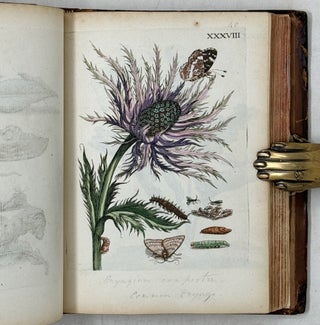 Erucarum ortus, alimentum et paradoxa metamorphosis, In qua Origo, pabulum, transformatio, nec non tempus, locus & proprietates erucarum, vermium, papilionum, phalænarum, muscarum, aliorumque hujusmodi exsanguium animalculorum exhibentur in Favorum, atque insectorum, herbarum, florum, & plantarum Amatorum, tùm etiam pictorum, limbolariorum, aliorumque commodum exactè inquisita, ad vivum delineata, typis excusa, compendiosèque descripta per Mariam Sibillam Merian