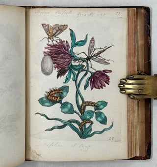 Erucarum ortus, alimentum et paradoxa metamorphosis, In qua Origo, pabulum, transformatio, nec non tempus, locus & proprietates erucarum, vermium, papilionum, phalænarum, muscarum, aliorumque hujusmodi exsanguium animalculorum exhibentur in Favorum, atque insectorum, herbarum, florum, & plantarum Amatorum, tùm etiam pictorum, limbolariorum, aliorumque commodum exactè inquisita, ad vivum delineata, typis excusa, compendiosèque descripta per Mariam Sibillam Merian