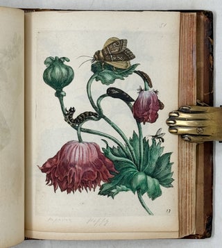 Erucarum ortus, alimentum et paradoxa metamorphosis, In qua Origo, pabulum, transformatio, nec non tempus, locus & proprietates erucarum, vermium, papilionum, phalænarum, muscarum, aliorumque hujusmodi exsanguium animalculorum exhibentur in Favorum, atque insectorum, herbarum, florum, & plantarum Amatorum, tùm etiam pictorum, limbolariorum, aliorumque commodum exactè inquisita, ad vivum delineata, typis excusa, compendiosèque descripta per Mariam Sibillam Merian